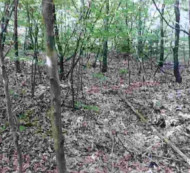 Gozd št. 4 - v deležu ½, Spodnje Gameljne, 1211 Ljubljana - Šmartno