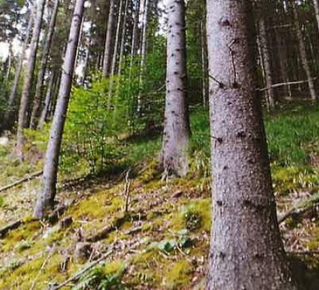 Gozd - v deležu ⅓, Koprivna, 2393 Črna na Koroškem