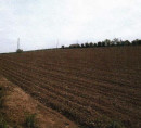 Kmetijsko zemljišče št. 4 - v deležu ½, Hajndl, 2274 Velika Nedelja