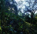 Gozd, Dolenje pri Jelšanah, 6254 Jelšane