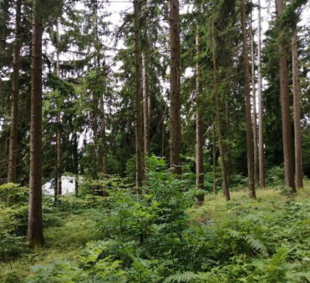 Gozd, Črešnova, 3214 Zreče