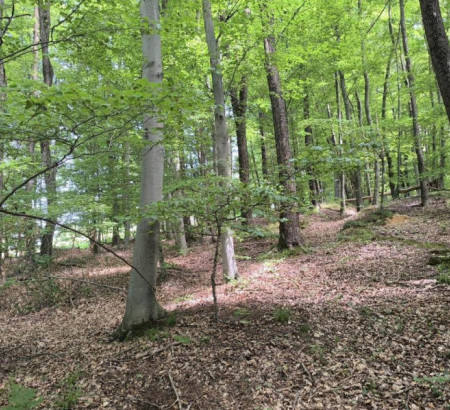Gozd - v deležu 5/12, Janežovski Vrh, 2253 Destrnik