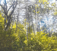 Gozd št. 3, Koritnice, 6253 Knežak