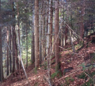 Gozd - v deležu ⅔, Razpotje, 5281 Spodnja Idrija