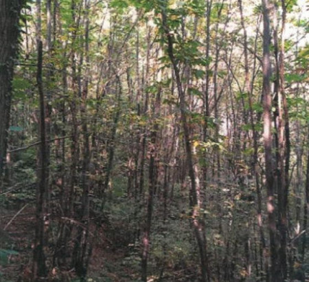 Gozd, kmetijsko zemljišče, Dunaj, 8270 Krško
