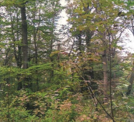Gozd, Cesta, 8270 Krško