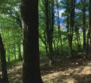 Gozd - v deležu ⅓, Spodnji Hotič, 1270 Litija