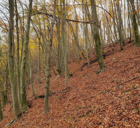 Gozd - v deležu 1/8, Grdina, 2289 Stoperce