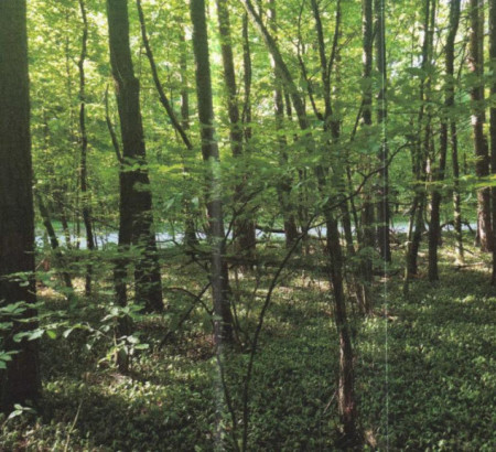 Gozd, Krplivnik, 9205 Hodoš