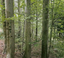 Gozd, V Kolnik, 1357 Notranje Gorice