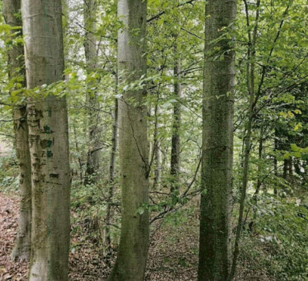 Gozd, V Kolnik, 1357 Notranje Gorice