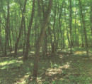 Gozd, Satahovci, 9000 Murska Sobota