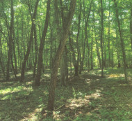 Gozd, Satahovci, 9000 Murska Sobota