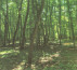 Gozd, Satahovci, 9000 Murska Sobota
