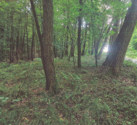 Gozd, Mekotnjak, 9240 Ljutomer