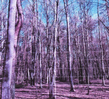 Gozd št. 2 - v deležu ½, Berkovci, 9207 Prosenjakovci