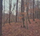 Gozd, Kuršinci, 9243 Mala Nedelja
