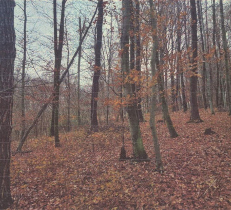 Gozd, Kuršinci, 9243 Mala Nedelja