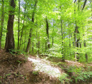 Gozd, Bukovec, 2314 Zgornja Polskava