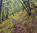 Gozd - v deležu ½, Gozd, 4294 Križe