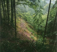 Gozd št. 13, Sv. Lenart, 4227 Selca