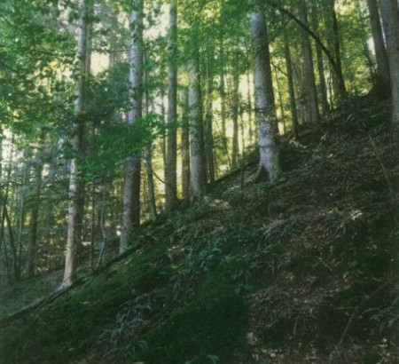 Gozd št. 24, Sv. Lenart, 4227 Selca
